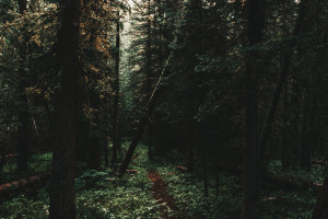 南美双雄争霸2026！谁是绿茵场上的王者！